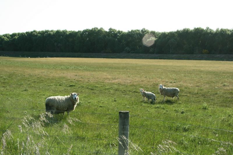 img_2223.jpg (large)